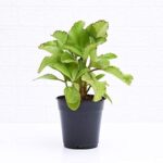 PATHARCHATTA PLANT
